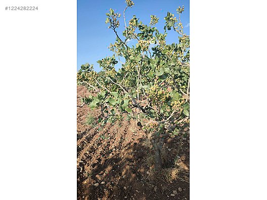 Satılık fıstıklı arsa 9.200 M² Siirt / Eruh / Yeşilören Köyü - SİİRT ERUH fotoğraf 4