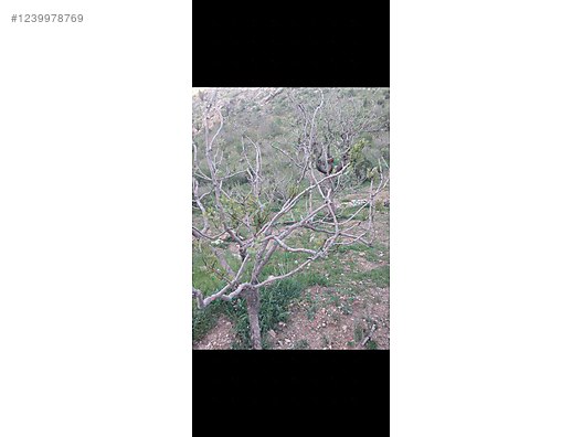 Siirt / Eruh / Fatih Mah. 4.293 M² SATILIK ARSA  - SİİRT ERUH fotoğraf 11