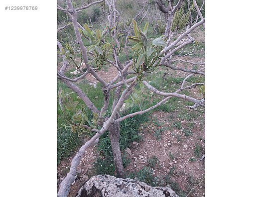 Siirt / Eruh / Fatih Mah. 4.293 M² SATILIK ARSA  - SİİRT ERUH fotoğraf 10