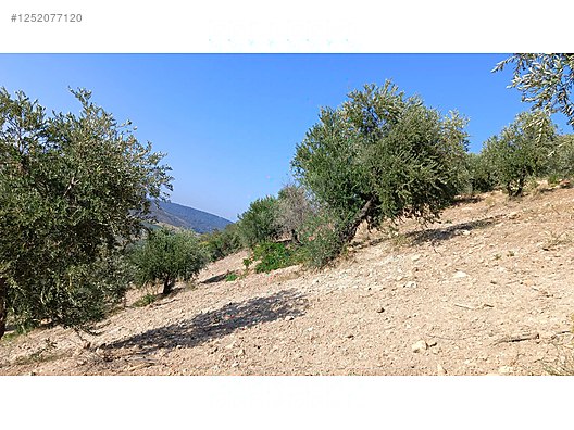 Yatırımlık tapulu zeytinlik 5.623 M² Hatay / Antakya / Uzunaliç Mh. - HATAY ANTAKYA fotoğraf 3