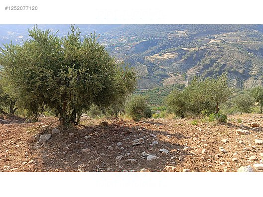 Yatırımlık tapulu zeytinlik 5.623 M² Hatay / Antakya / Uzunaliç Mh. - HATAY ANTAKYA fotoğraf 7