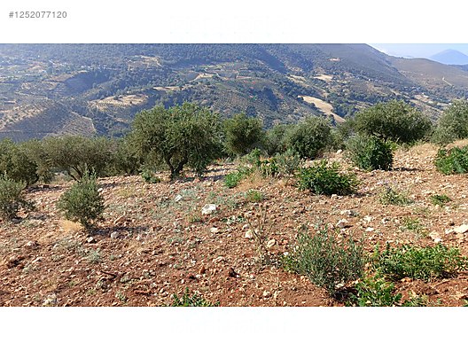 Yatırımlık tapulu zeytinlik 5.623 M² Hatay / Antakya / Uzunaliç Mh. - HATAY ANTAKYA fotoğraf 4