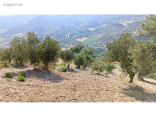 Yatırımlık tapulu zeytinlik 5.623 M² Hatay / Antakya / Uzunaliç Mh. - HATAY ANTAKYA fotoğraf 5