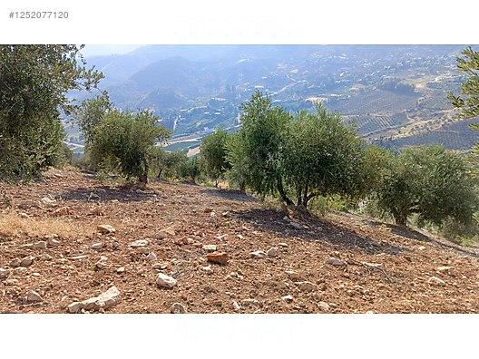 Yatırımlık tapulu zeytinlik 5.623 M² Hatay / Antakya / Uzunaliç Mh. - HATAY ANTAKYA fotoğraf 6