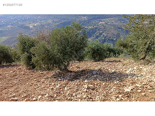 Yatırımlık tapulu zeytinlik 5.623 M² Hatay / Antakya / Uzunaliç Mh. - HATAY ANTAKYA fotoğraf 2